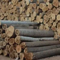 خرید چوب سفید ،چنار صنوبر کبوده بید ،قطع درخت