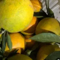 پرتغال آبدار موجوده قیمت 40