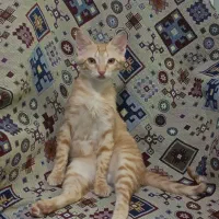 گربه ی ملوس و بغلی خوشگل