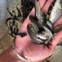 سایز سه بند چهار بند کپور