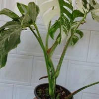 برگ انجیری ابلق/مانسترا ابلق/پنجه شیری ابلق|گل و گیاه طبیعی|سیستان, |دیوار