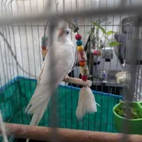 طوطی عروس سفید البینو|پرنده|رشت, باهنر|دیوار