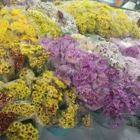 حراج استثنایی گل رزهلندی ممتازفقط شاخه ای۴۰|گل و گیاه طبیعی|برازجان, |دیوار