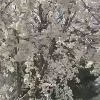 اجاره باغ +ویلا در سهرک اختصاصی ۴ شیفت نگهبان|اجارهٔ خانه و ویلا|محمدشهر, محمدشهر|دیوار