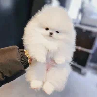 سگ پامر خرسی بوفیس.پامرانین عروسکی بدون واسطه