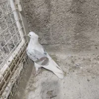 کبوتر یکت کاکلی نر|پرنده|ماهدشت, |دیوار