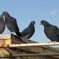 کبوتر پرشی نر و ماده