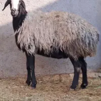 مجموعه بزرگ گوسفند شال و بره|حیوانات مزرعه|کرمان, |دیوار