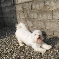 سگ پاکوتاه شیتزو.یک سالو نیمشه خوشگل و حرف گوش کن|سگ|رودسر, |دیوار
