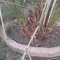 پاجوش کبکاب