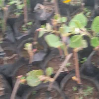 نهال کیوی هاروارد طلایوارد طلایی