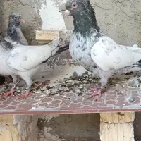 کفتر سینه آس