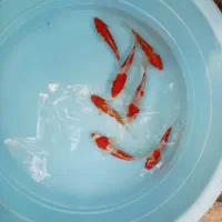 انواع ماهی کوی در بالاترین کیفیت|ماهی|تهران, آذربایجان|دیوار