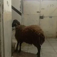 همو زیگوت   یا چند قلو زا|حیوانات مزرعه|کلاترزان, |دیوار