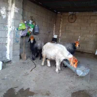 میش و بره|حیوانات مزرعه|شوشتر, |دیوار