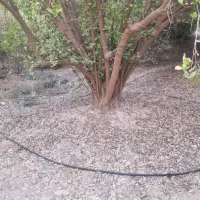 خرید و فروش انواع چوب مرکبات وغیره بابهترین قیمت|خدمات باغبانی و درختکاری|کازرون, |دیوار