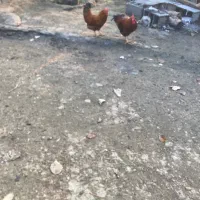 تعدادی خروس|حیوانات مزرعه|رامسر, |دیوار