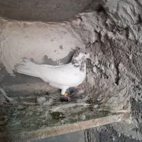 کفترتهرانی