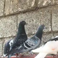 دوبر و اوچوم|پرنده|پارس‌آباد, |دیوار