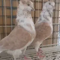 گرگی زرد کاکلی