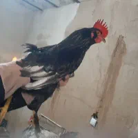 فروش خروس و اردک