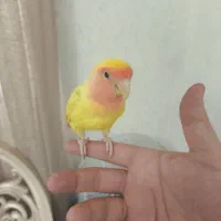 طوطی برزیلی ۳ماهه نر