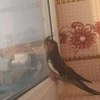 گمشده