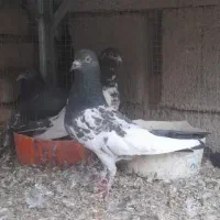 یک جفت کبوتر تیدی