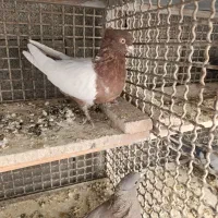 کبوتر نقشی|پرنده|برخوار, |دیوار