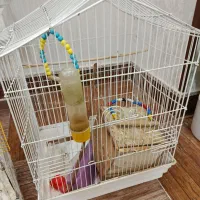 قفس|لوازم جانبی حیوانات|تهران, یافت آباد شمالی|دیوار