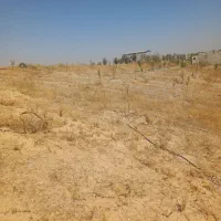 زمین با آب سد ایدغموش که امسال کاشته شده|فروش زمین و ملک کلنگی|میانه, |دیوار