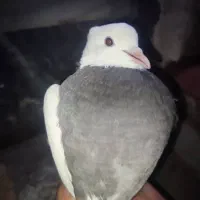 کبوتر طوقی اصل|پرنده|خوی, |دیوار