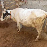 فروش ومعاوضه گاو وگوساله سیمیتال با دام سبک|حیوانات مزرعه|ایلام, |دیوار