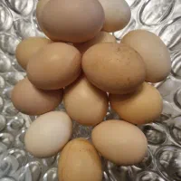 تخم مرغ های صددرصدمحلی و تازه