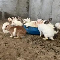 خرگوش بزرگ|موش و خرگوش|بندرعباس, |دیوار