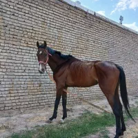 اسب|اسب و تجهیزات اسبسواری|تربتحیدریه, باغ سلطانی|دیوار