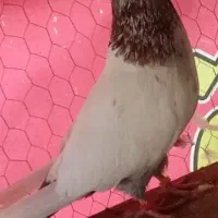 کبوتر|پرنده|رشت, معلولین|دیوار