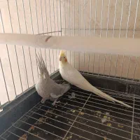 جفت عروس هلندی