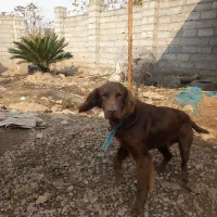 فروش یک عدد سگ شکاری