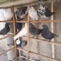 کفتر ه  کبوتر|پرنده|تهران, افسریه جنوبی|دیوار