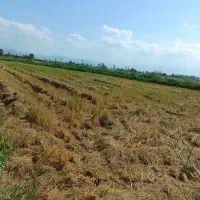 فروش ۱۰۰۰ متری زمین زراعی شالیزار
