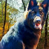 ژرمن نرشولاین،معاوضه باماده وورک لاین