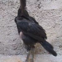 جوجه لاری اوشامو و ترک افغان