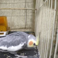 عروس هلندی|پرنده|بندر امام خمینی, |دیوار