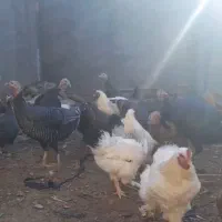 بوقلمون و مرغ برهما