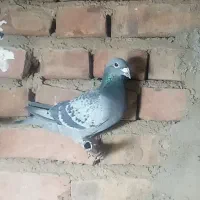 ماده پلاکی گم کردم