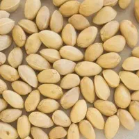 خریدار پسته پوک و روابی ۸ گرم به بالا