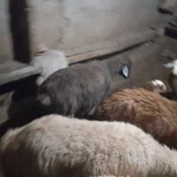 جفتی ۵۵ ملیون|حیوانات مزرعه|سرعین, |دیوار