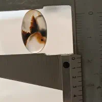 سنگ شجر تک درخت