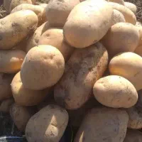 سیبزمینی اکریا